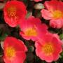 Seminte profesionale Portulaca grandiflora - Flori de piatra - imagine 48775